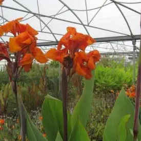 Canna 'Emerald Sunset' - Orange (Bare Root)