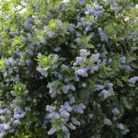 Ceanothus Trewithen Blue